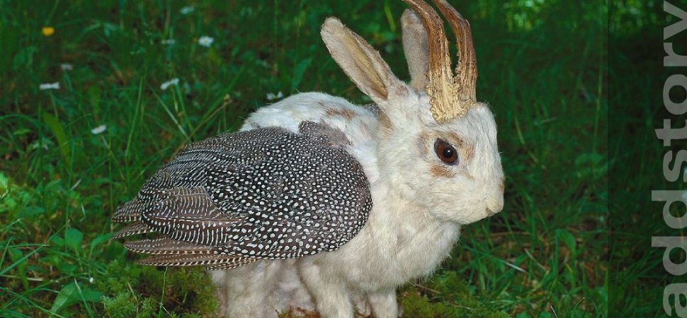 Wolpertinger